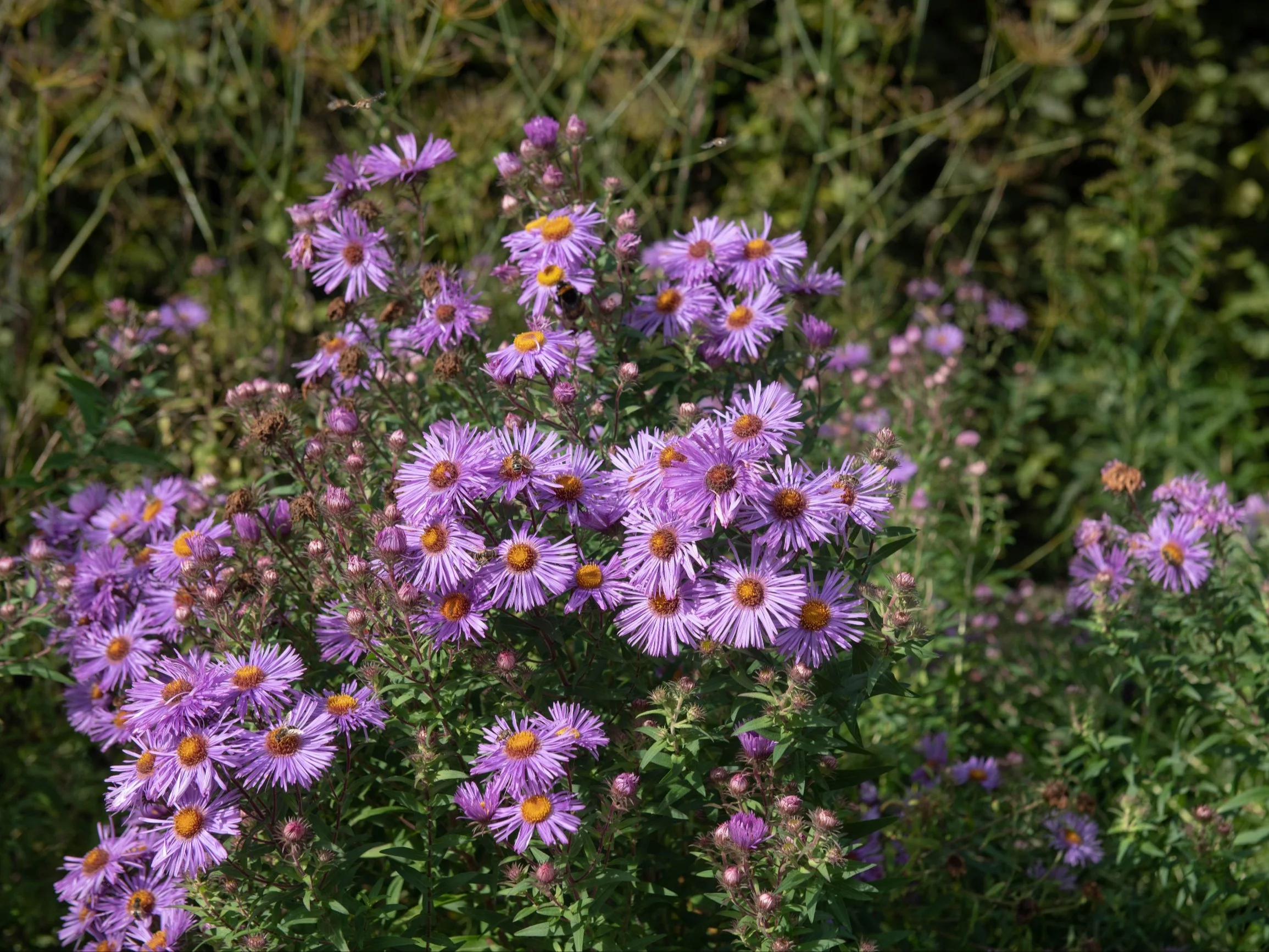 Aster nowozelandzki, Symphyotrichum novae-angliae