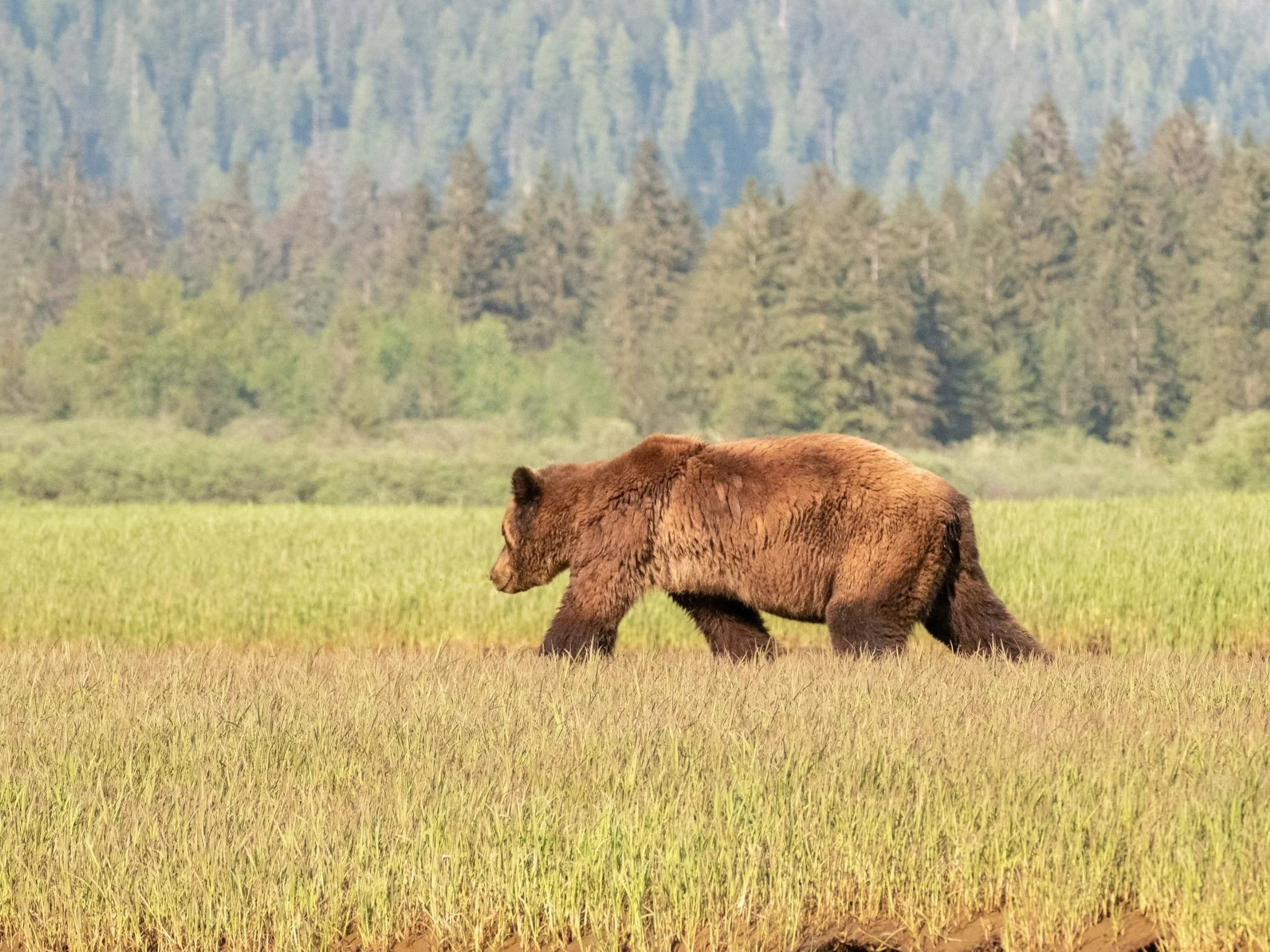 Grizzly w parku narodowym