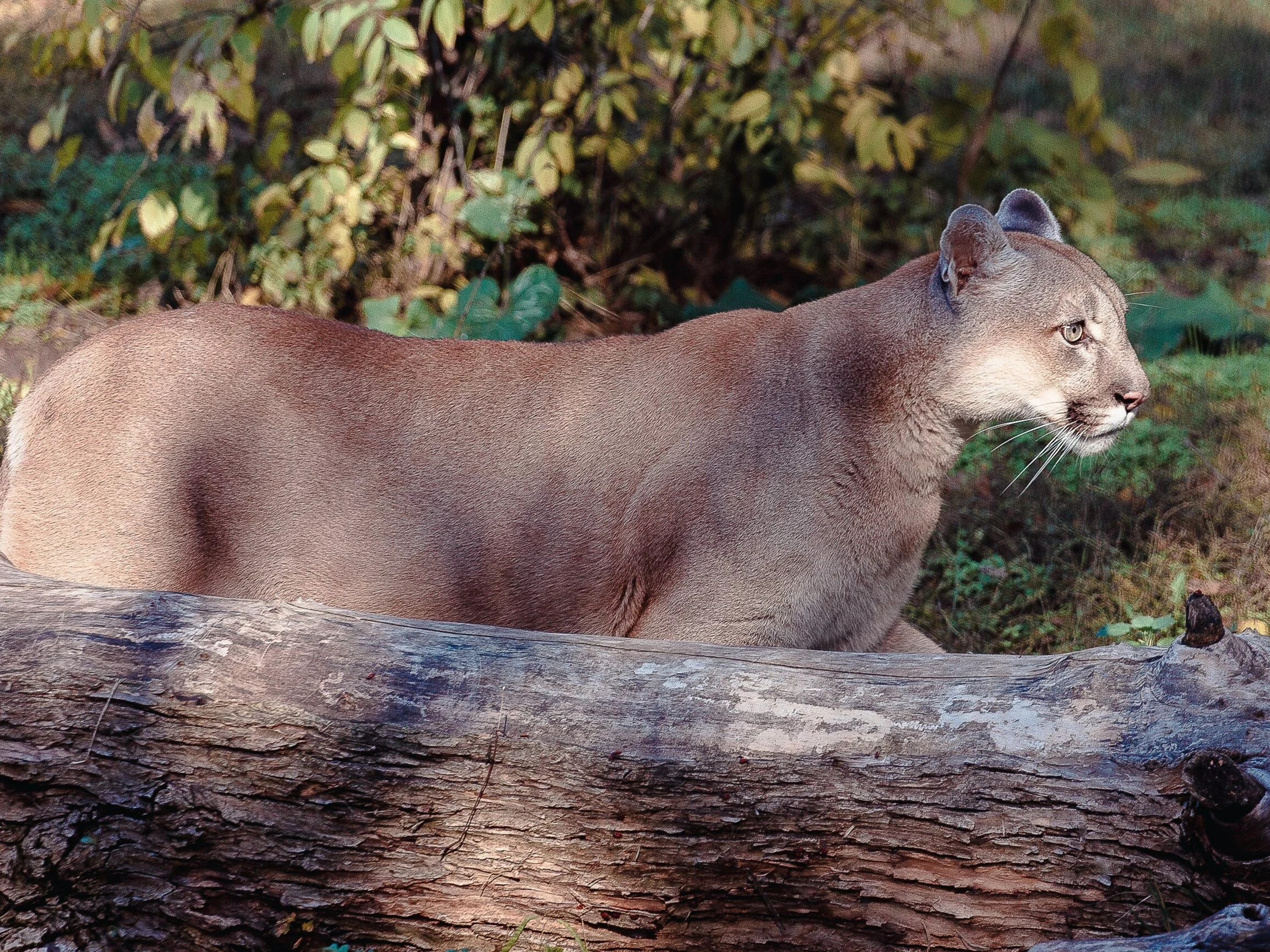 Puma w Kanadzie/zdjęcie poglądowe