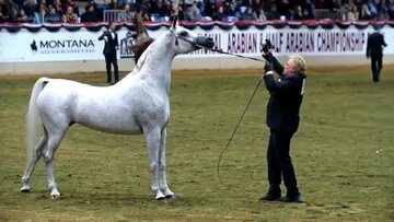 Aukcja Pride of Poland