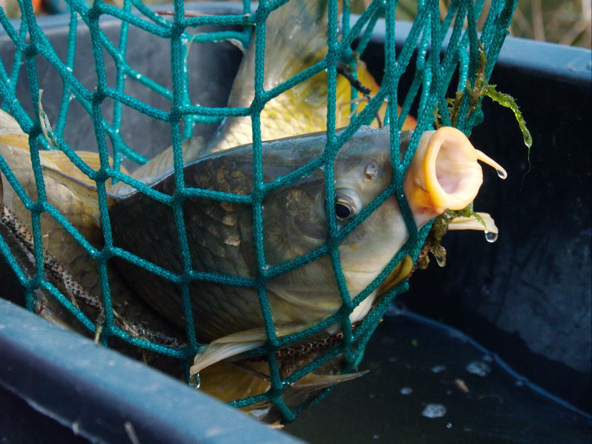 Aura nie była łaskawa dla karpia. Hodowcy wyjaśniają