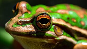 Australijska żaba, rzekotka złocista