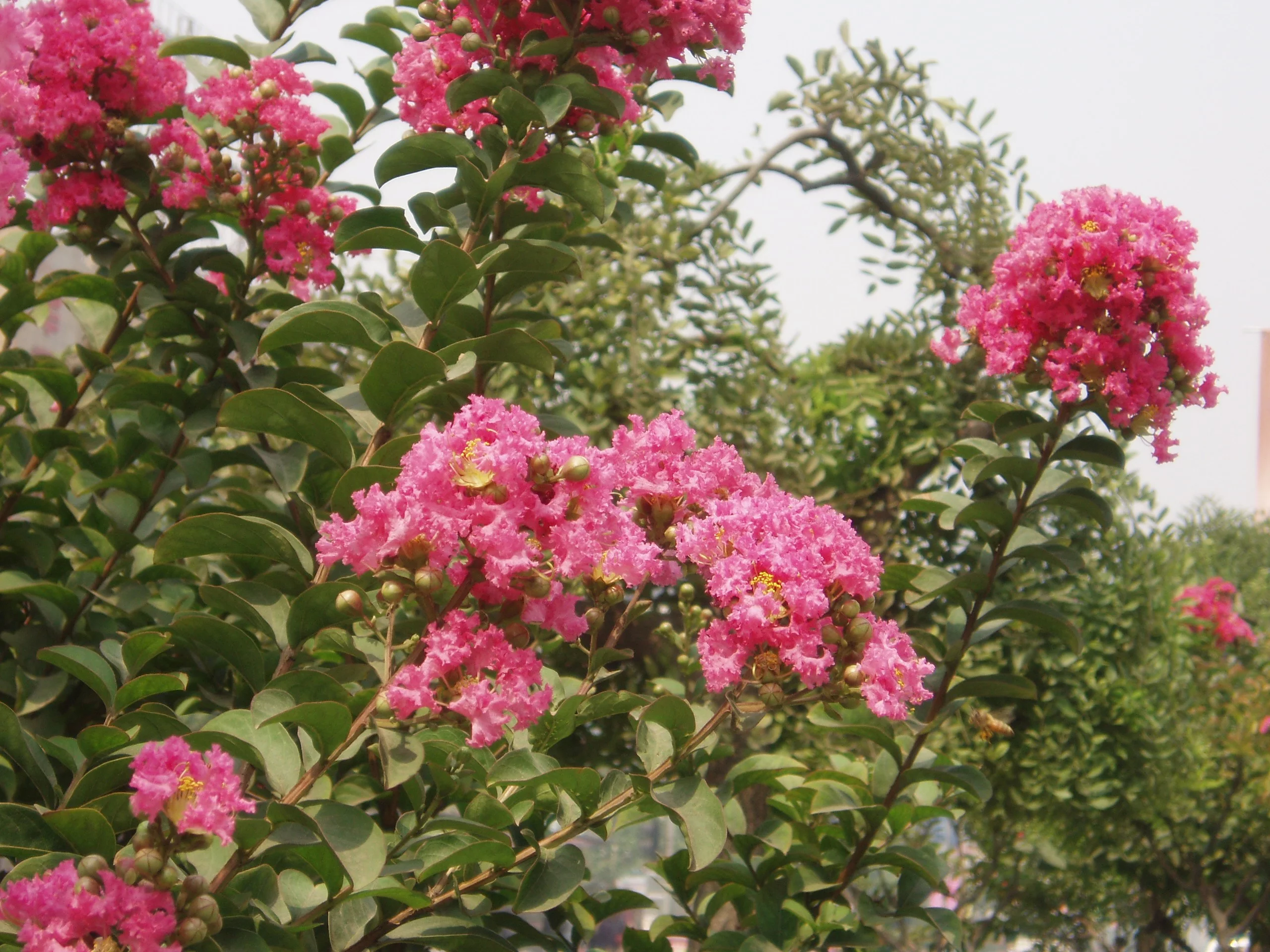Lagerstroemia indyjska