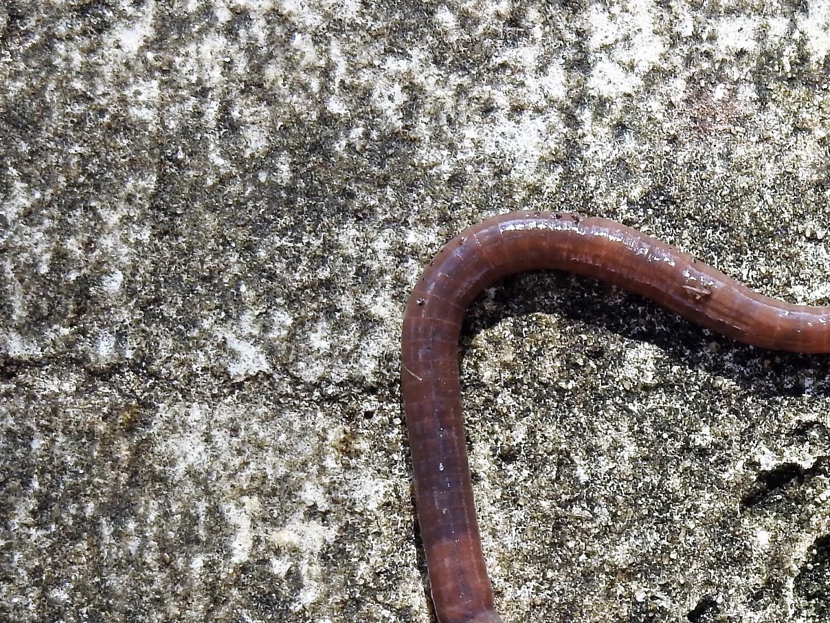 Inwazyjne robaki-kanibale rozprzestrzeniają się po świecie. Są już w Europie i USA