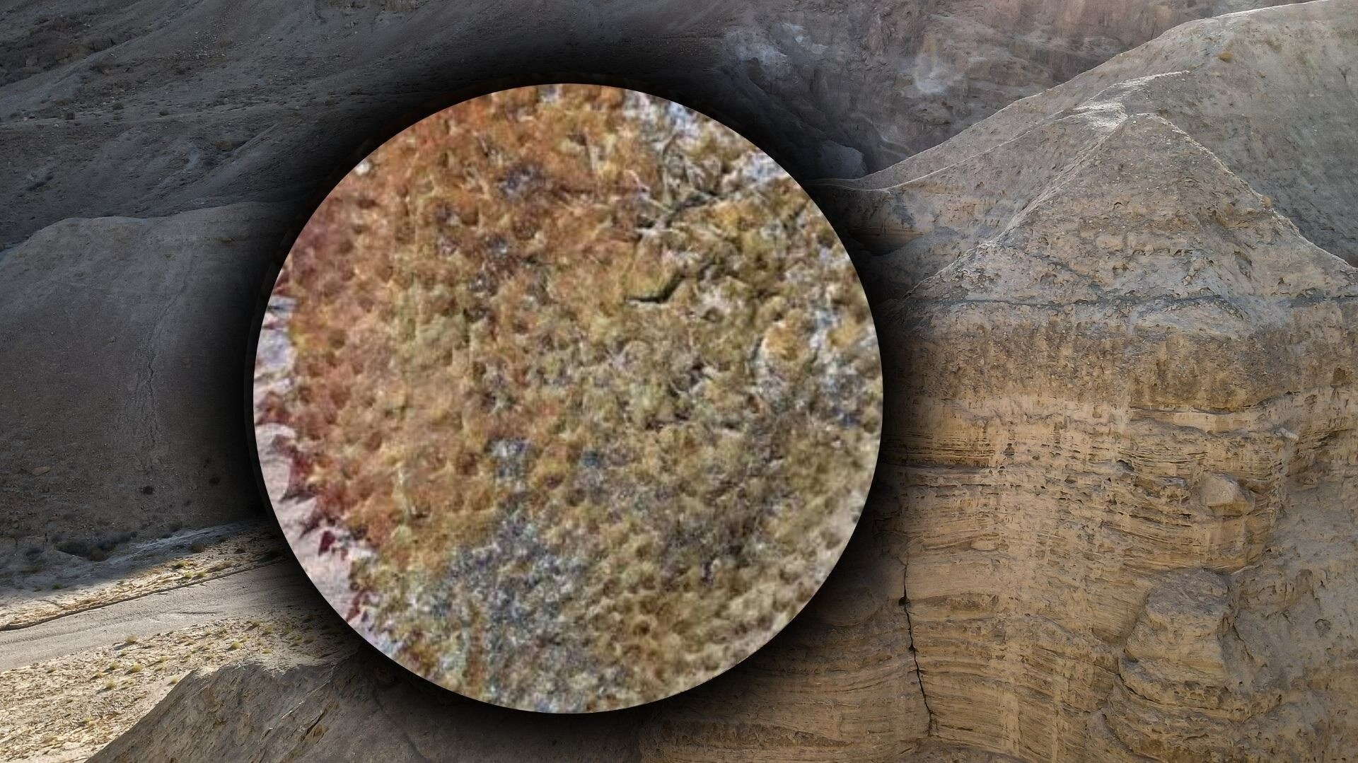 „Wygląda jak gnijąca plastikowa torba”. W Chinach dokonano zaskakującego odkrycia