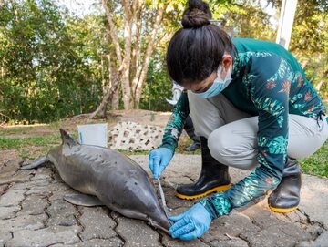 Badaczka przy ciele delfina znalezionego w jeziorze Tefe