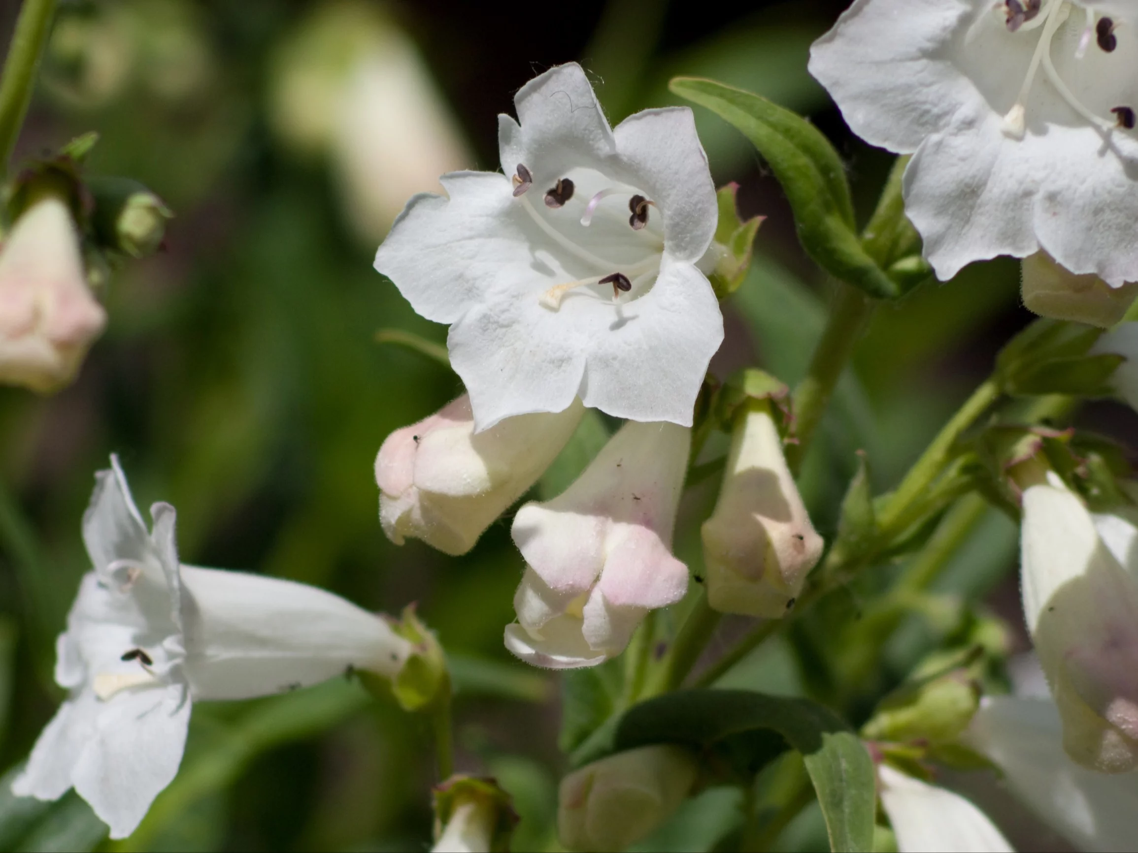 Penstemon digitalis