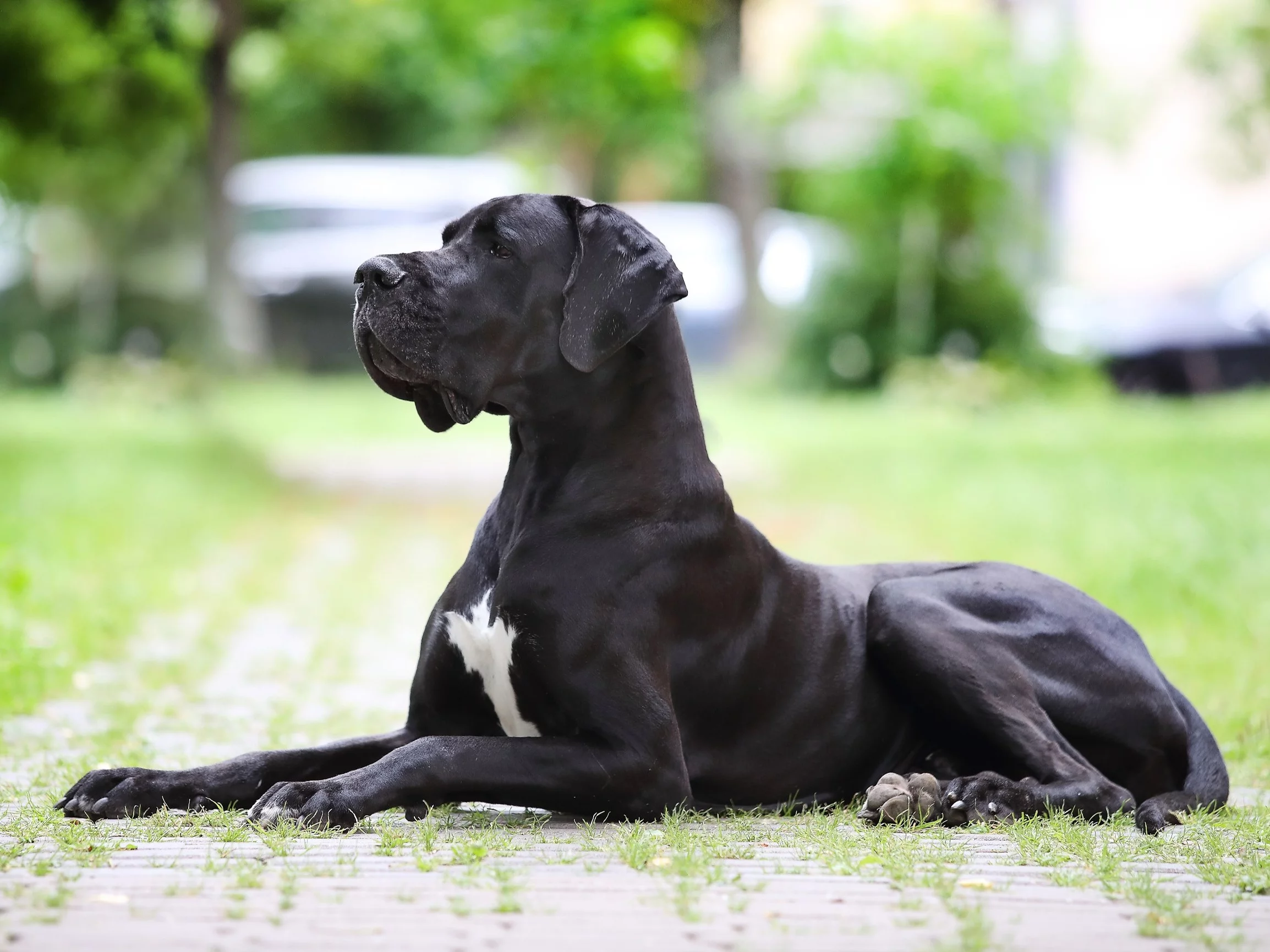 Dog niemiecki, zdjęcie ilustracyjne