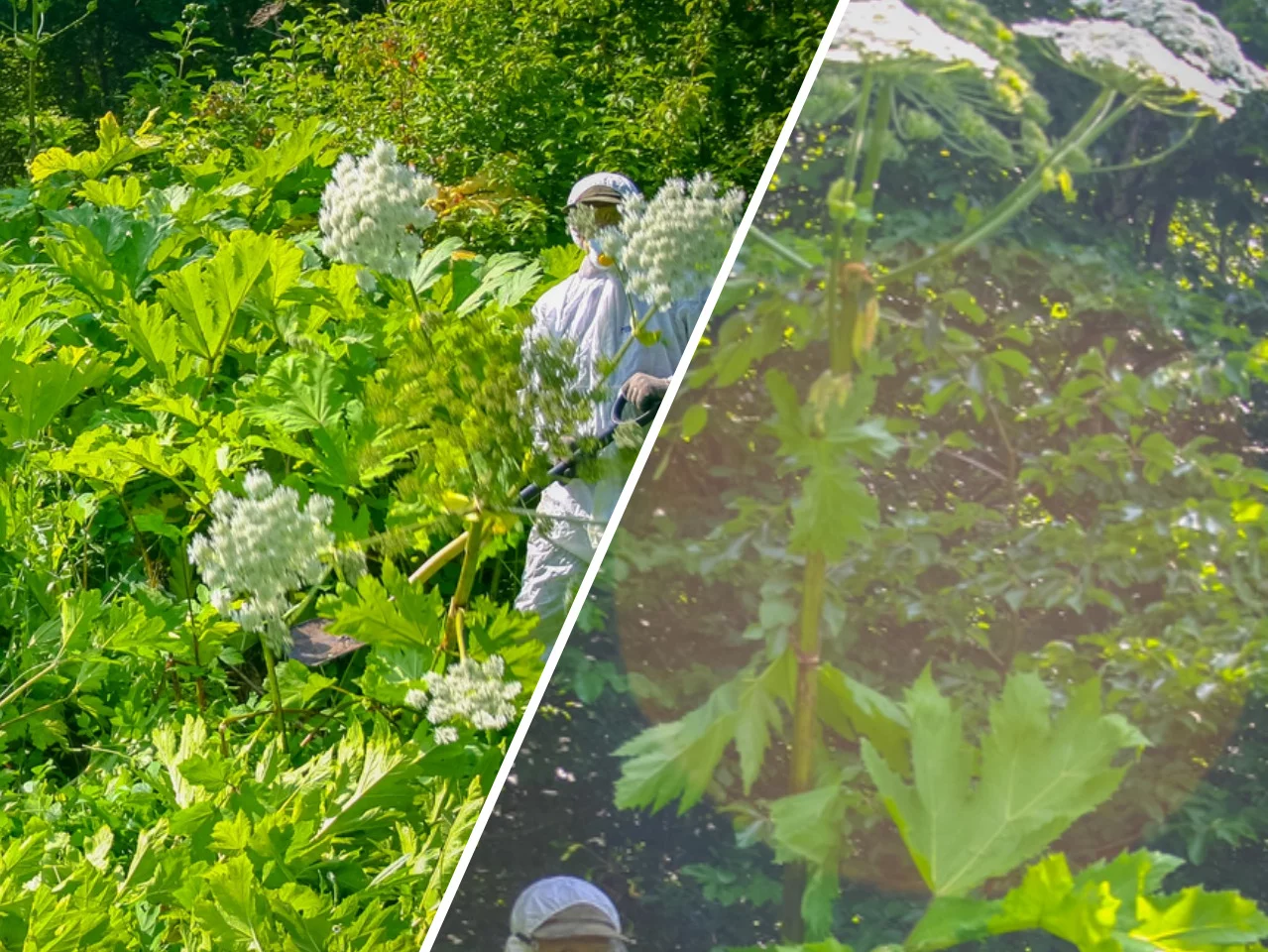 Heracleum sosnowskyi, zdjęcie ilustracyjne