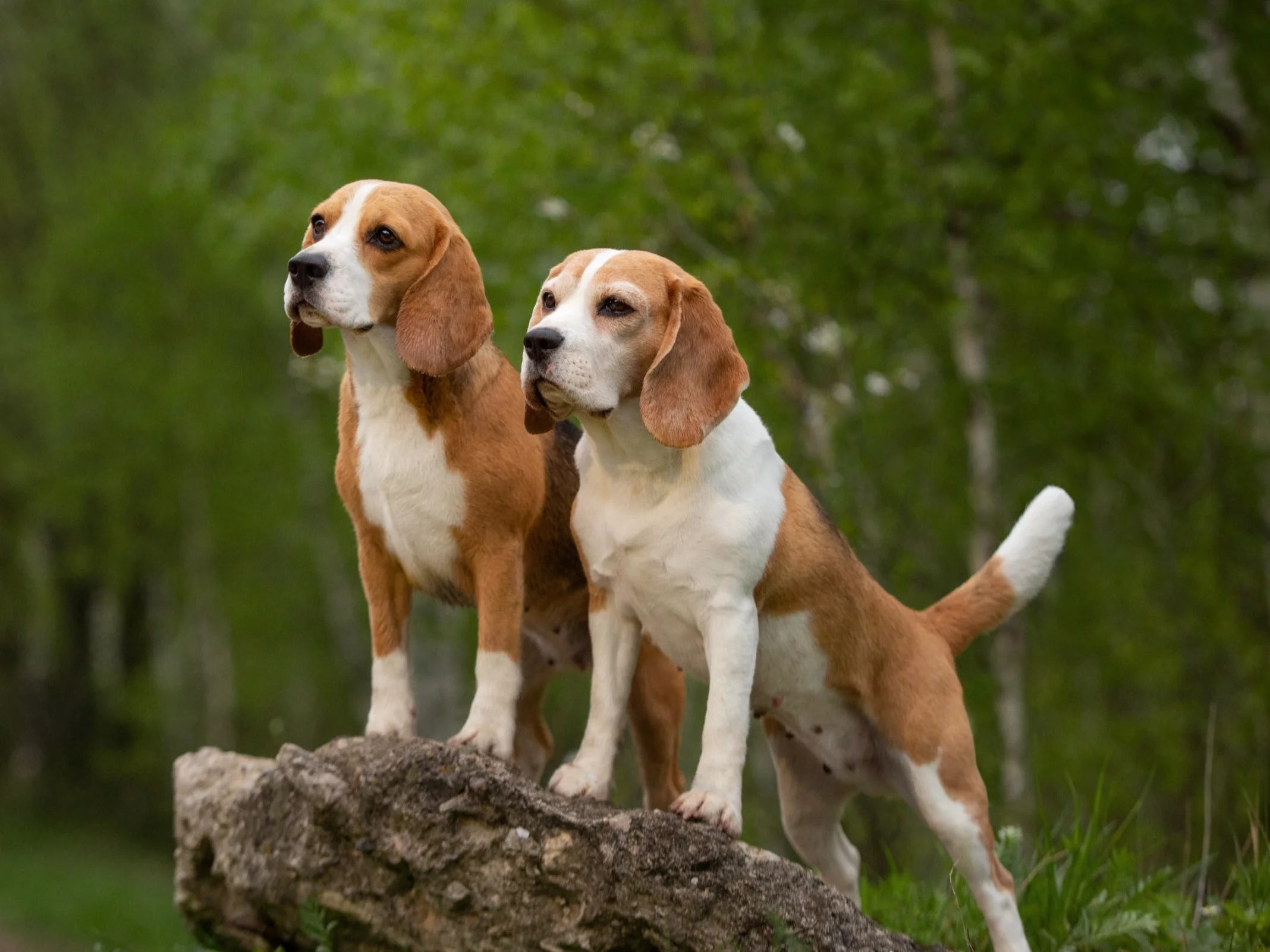 Psy rasy beagle, zdjęcie ilustracyjne