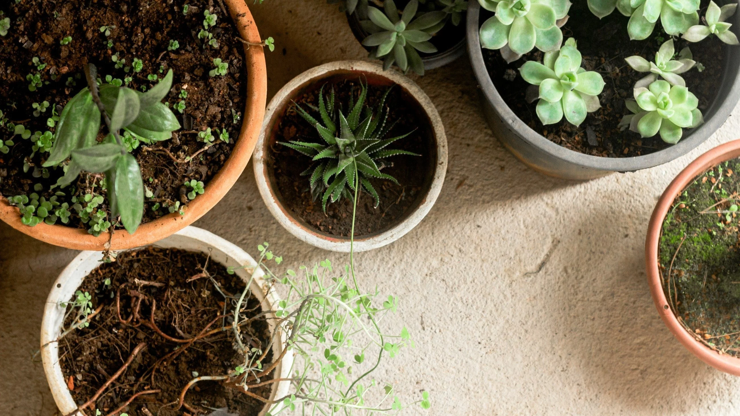 Rośliny w doniczkach