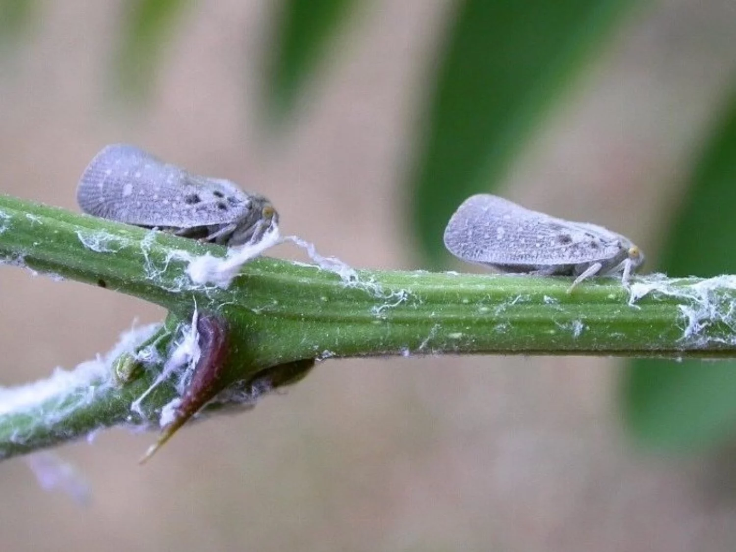 Biały skoczek (Metcalfa pruinosa), nowy groźny szkodnik dotarł do Polski