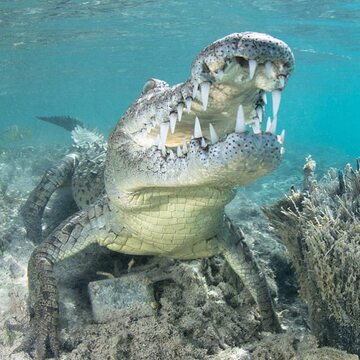 Bliskie spotkanie z krokodylem
