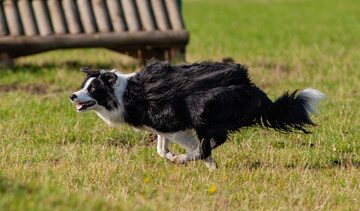 Border Collie