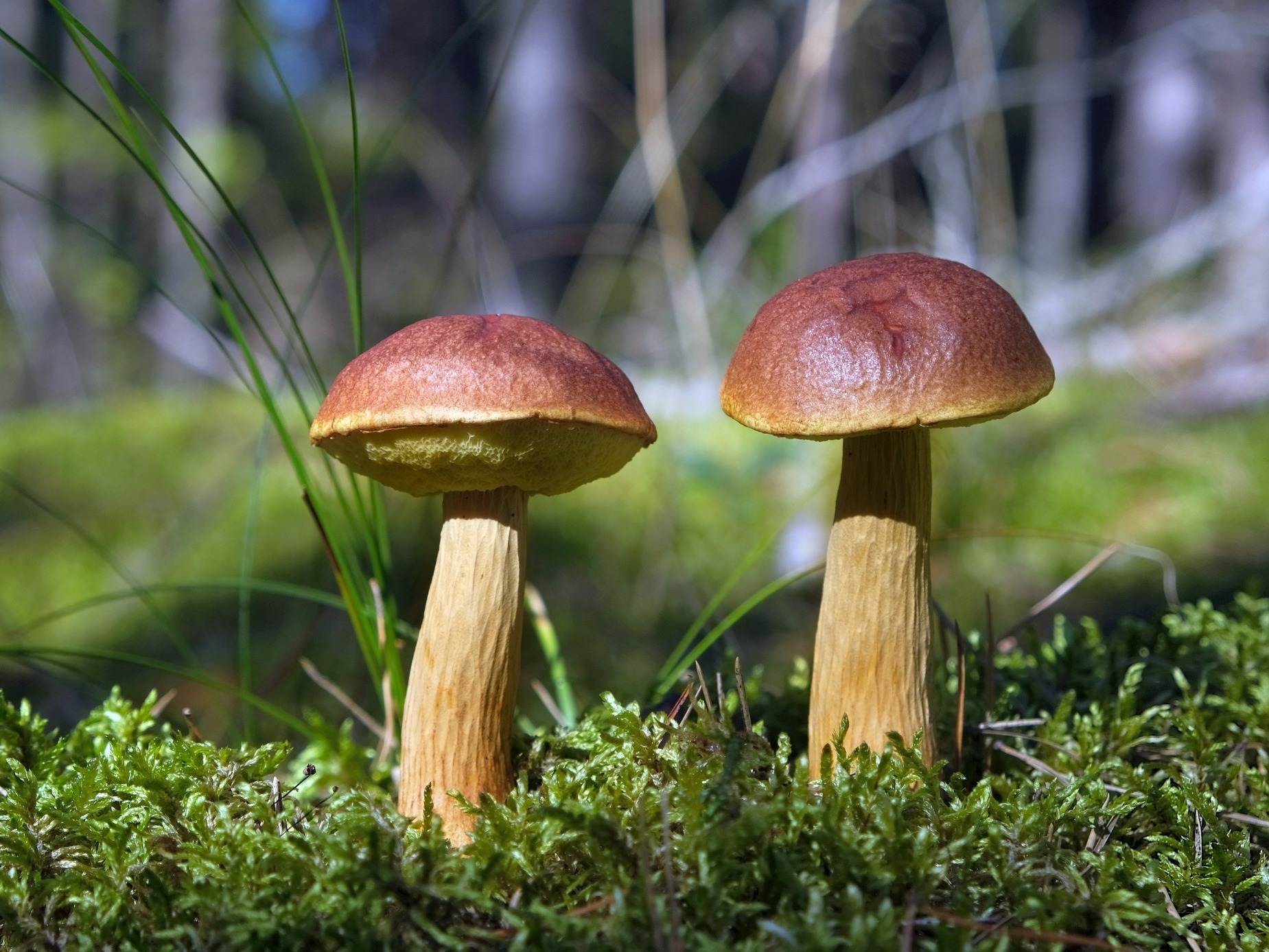 Ten grzyb rozpala wyobraźnię polskich grzybiarzy. Co wiemy o borowiku amerykańskim i czy warto go zbierać?