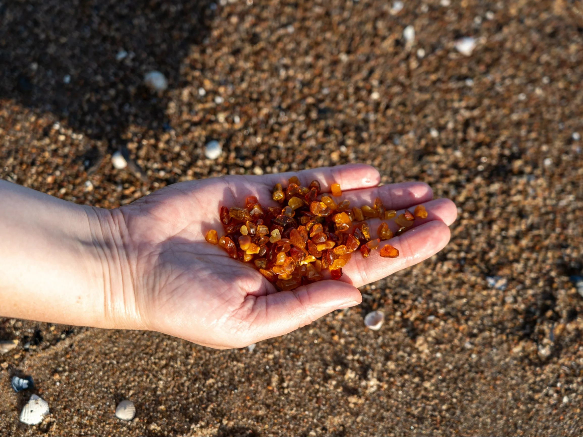 Wyjątkowe zbiory nad morzem. „Złoto Bałtyku jako główne danie”