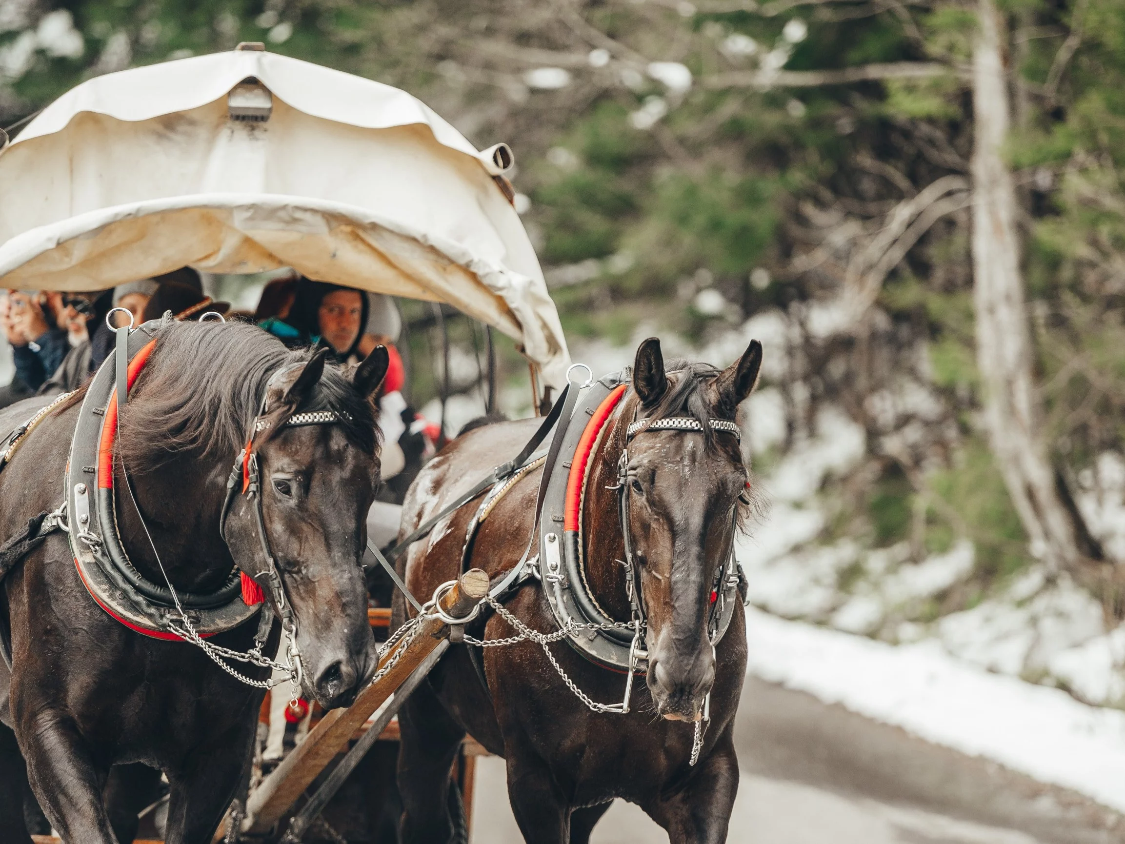 Konie wożą turystów na Morskie Oko, zdjęcie ilustracyjne