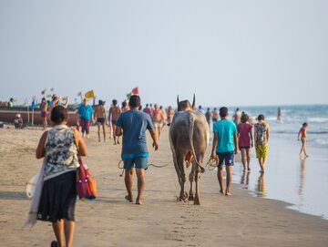 Byk na plaży na Goa/zdjęcie poglądowe