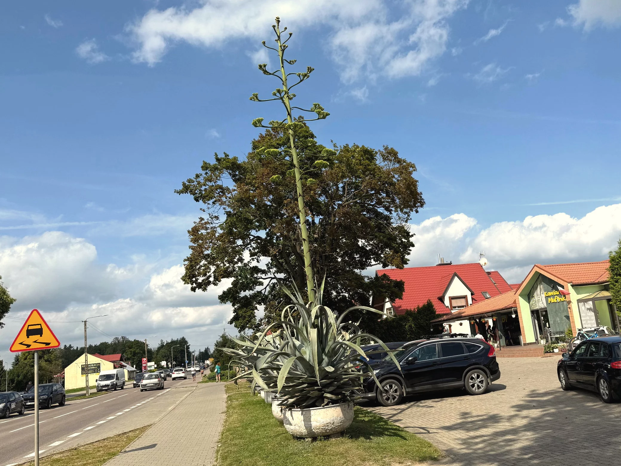 Kwitnąca agawa w miejscowości Piecki na Mazurach