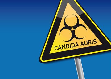 Candida auris atakuje w USA. Co wiemy o tym lekoopornym „supergrzybie”?