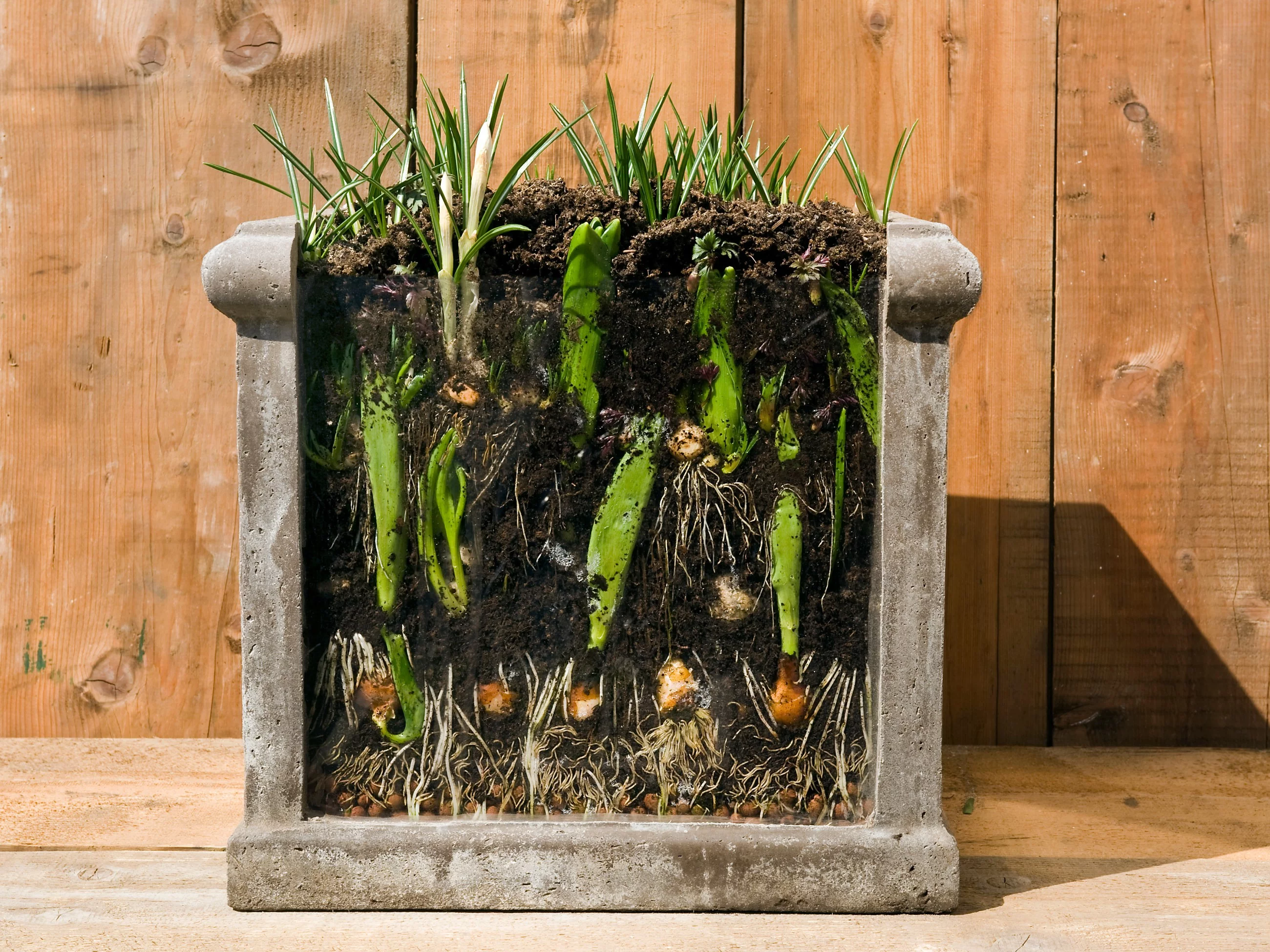 Zawilce, tulipany, krokusy, śnieżniki i szafirki posadzone metodą lasagne