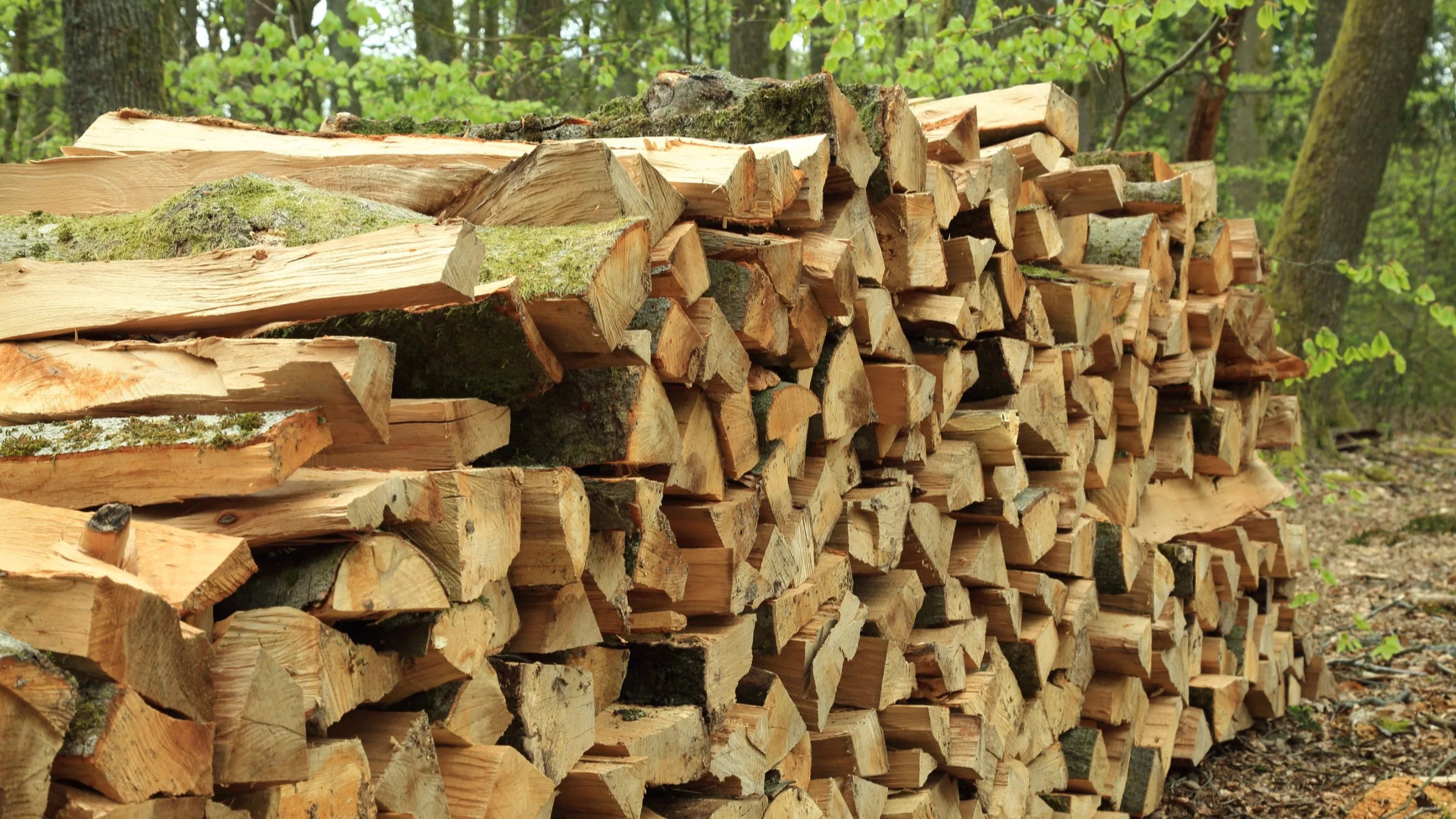 Drewno opałowe droższe niż rok temu