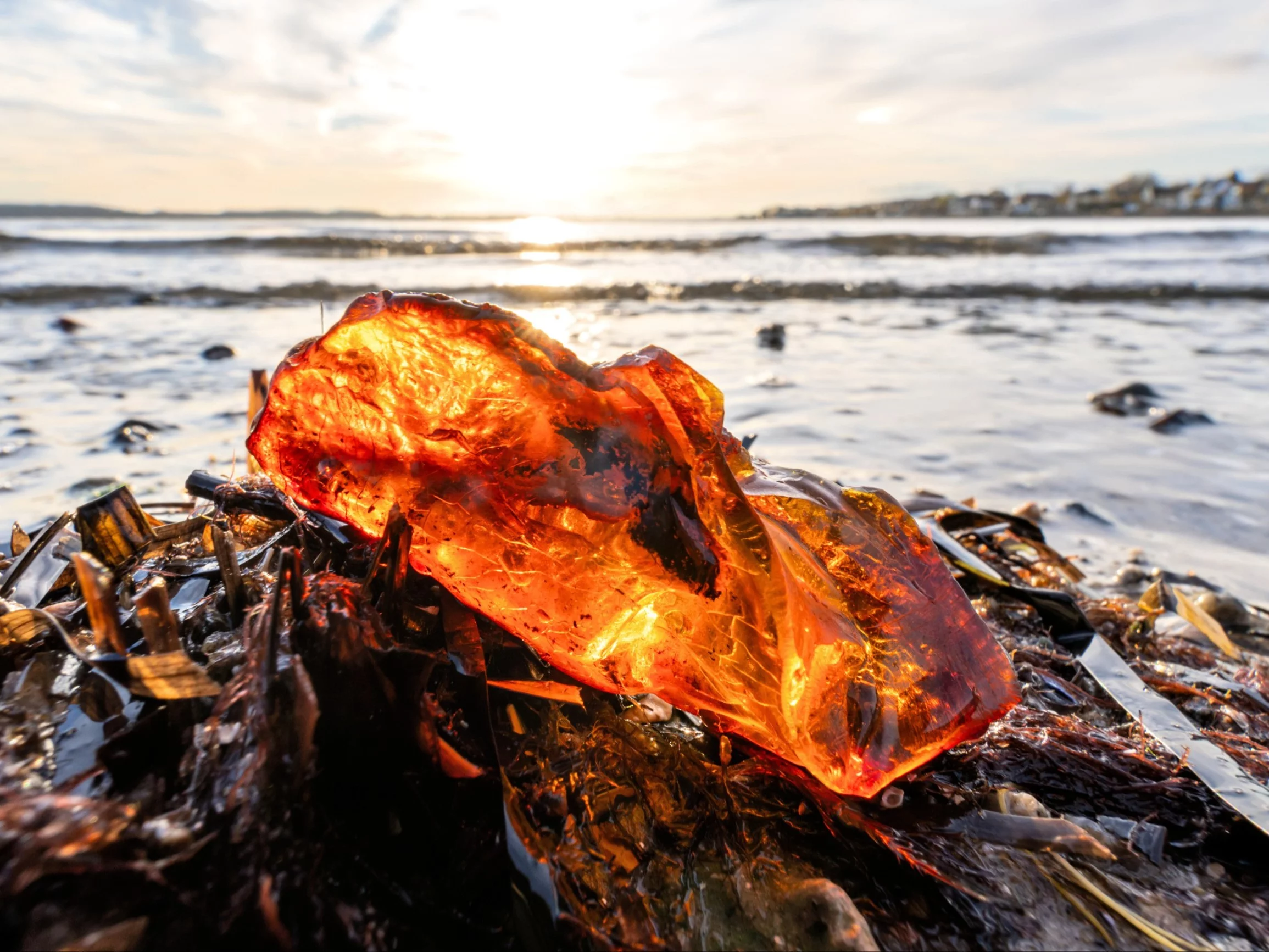 Wybrał się na plażę z psem, kaczką i gęsią . Odkryli półkilogramowy skarb