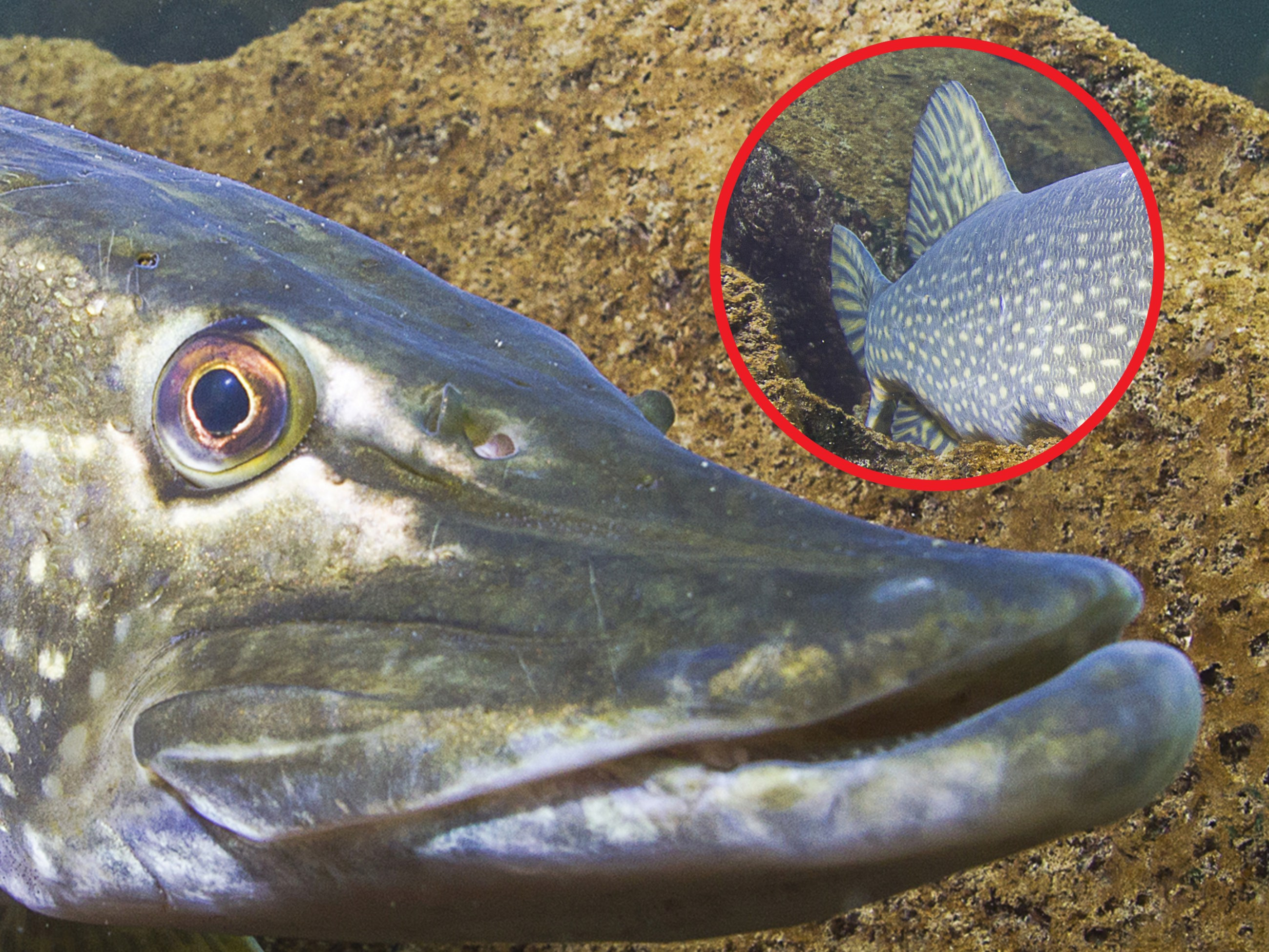 Chciał złowić suma, za haczyk chwycił „krokodyl z głębin”. Gigantyczny okaz