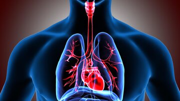 Ciało człowieka, serce, płuca zdj. ilustracyjne