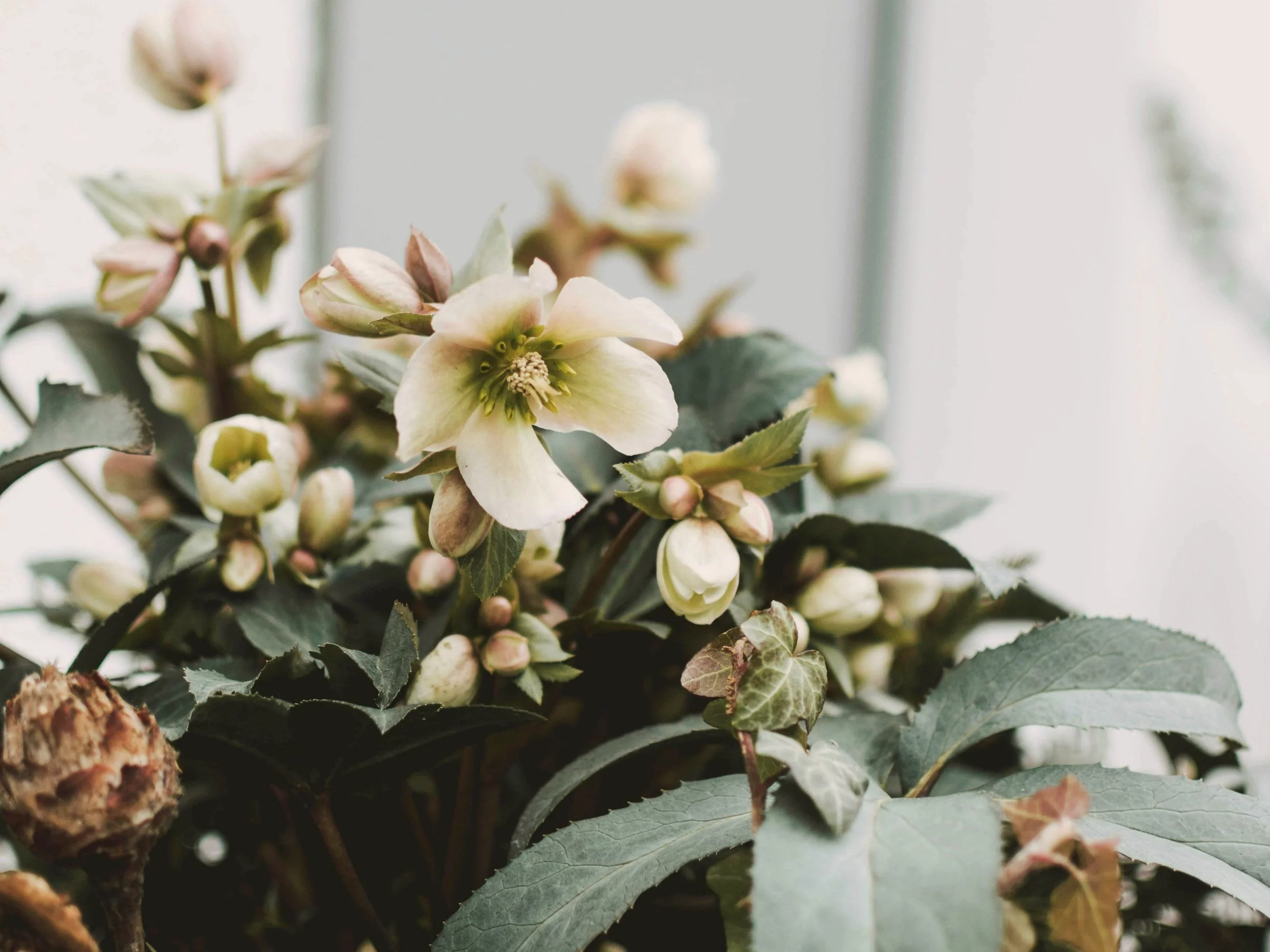 Ciemiernik, nazywany różą Bożego Narodzenia, zachwyca kwiatami nawet w środku zimy – to jeden z najodporniejszych gatunków sezonu