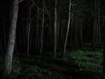 Ciemny las nocą/zdjęcie poglądowe