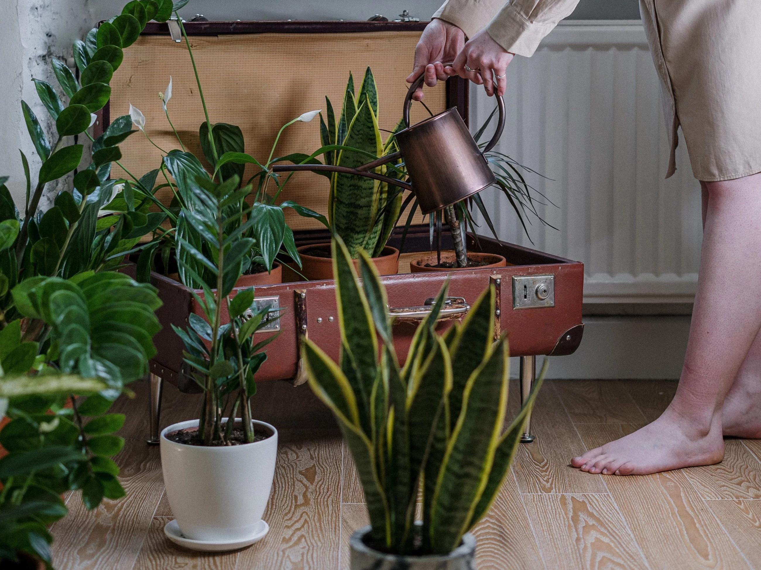 Rośliny doniczkowe do ciemnego salonu