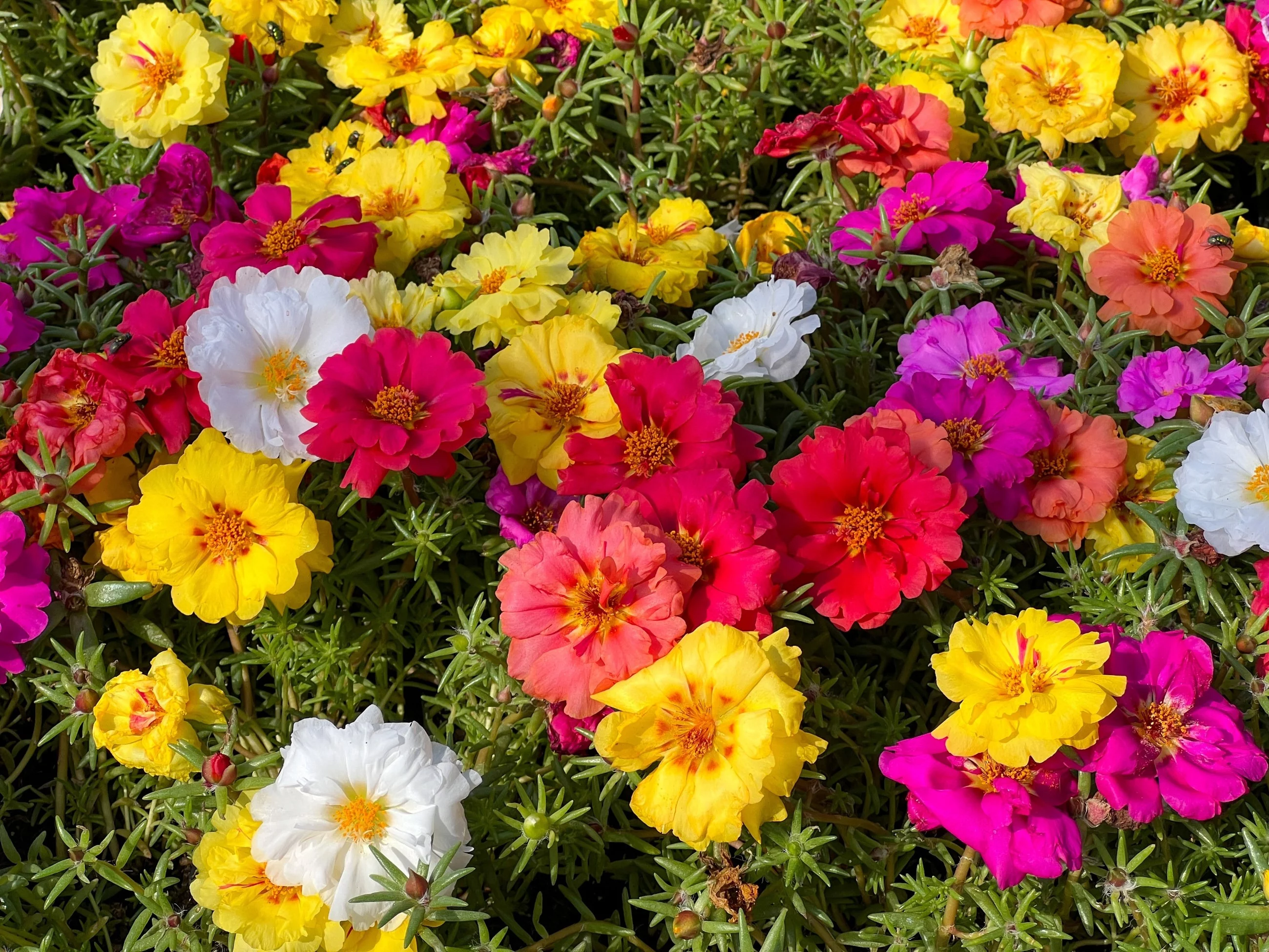 Portulaka wielkokwiatowa Portulaca grandiflora