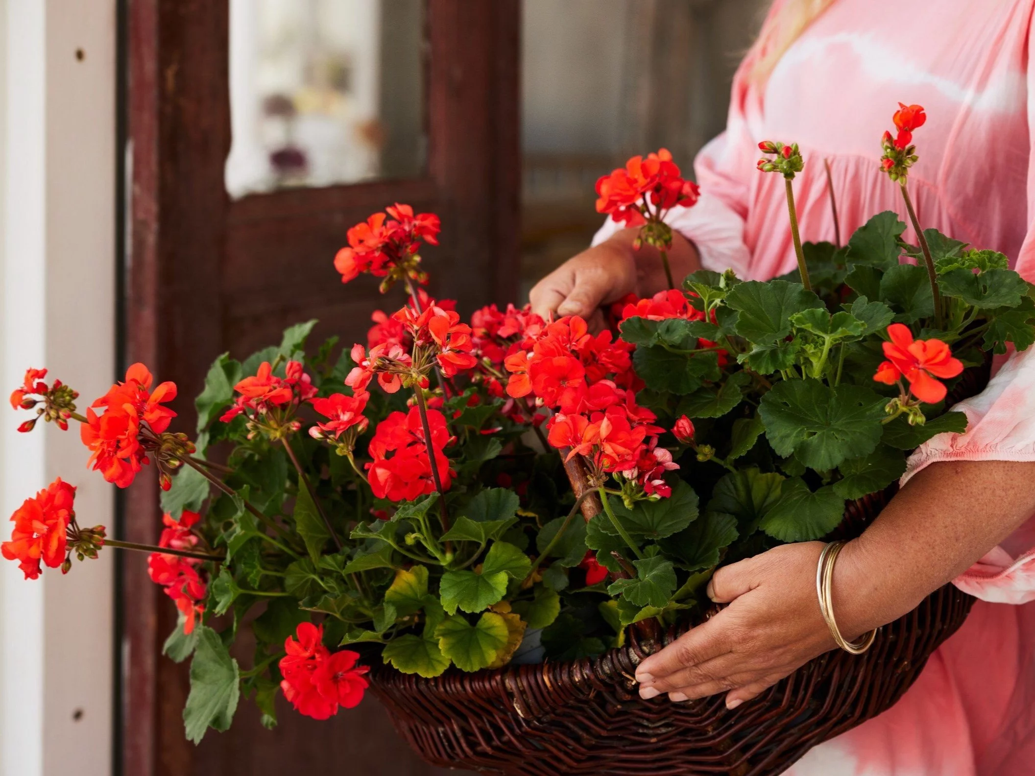 Najpopularniejszy kolor pelargonii – czerwone