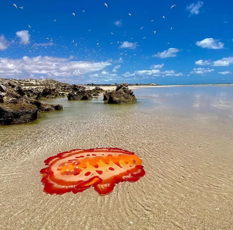 Hiszpańska tancerka (Hexabranchus sanguineus)