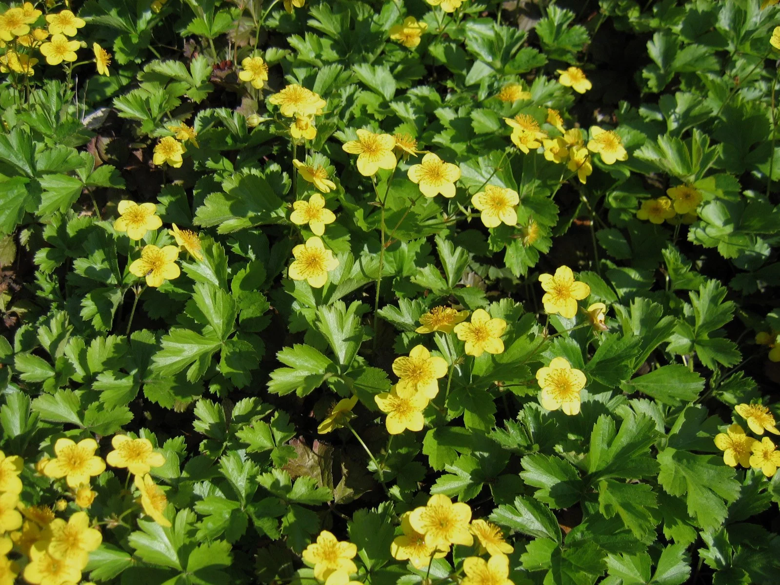 Pragnia syberyjska / Waldsteinia ternata