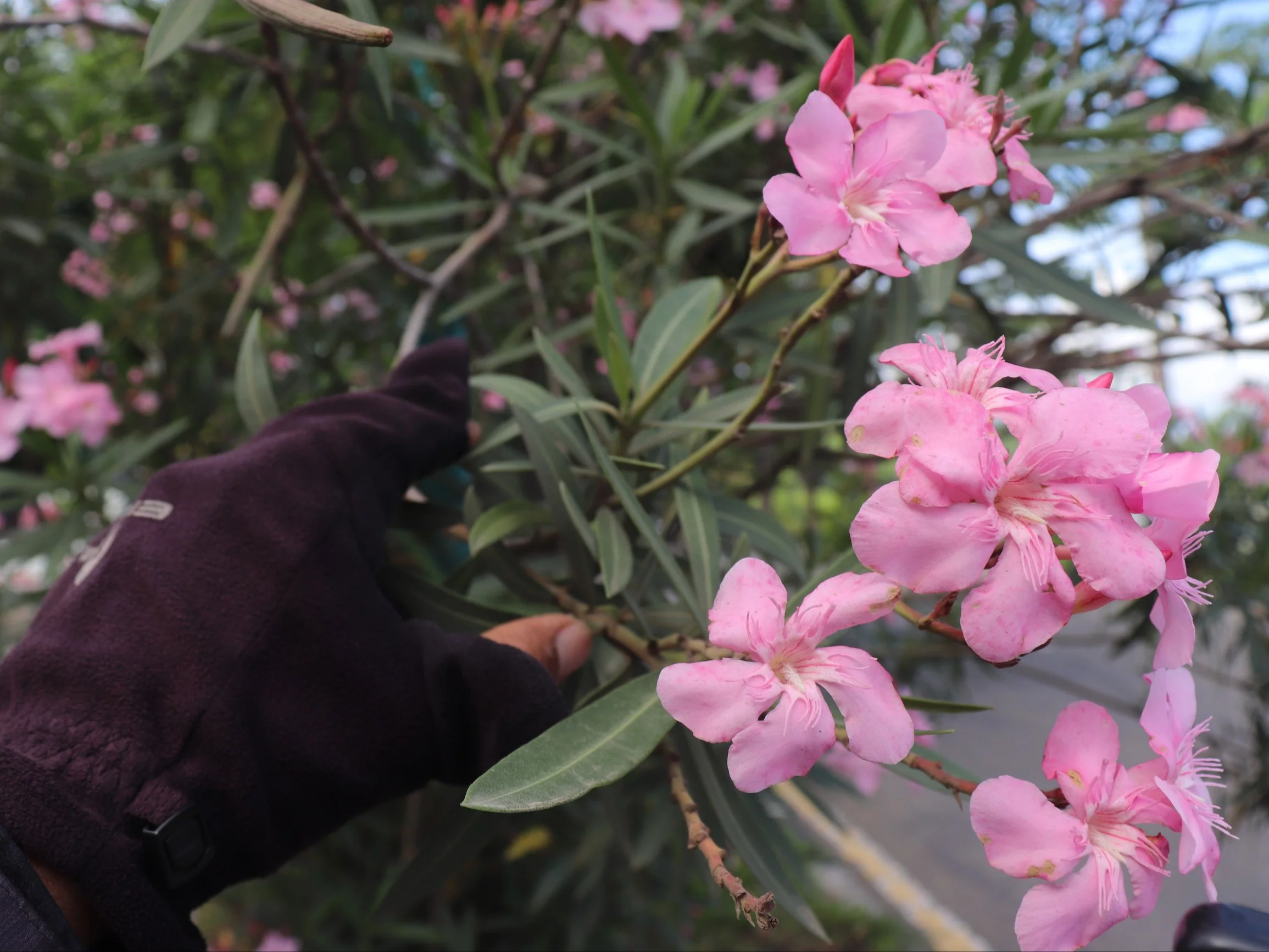 Oleander (Nerium oleander)