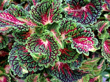 Coleus blumei – starsza, botaniczna nazwa, pod którą wcześniej klasyfikowano coleusy, mówi się o nich także: pokrzywka brazylijska i po prostu pokrzywka