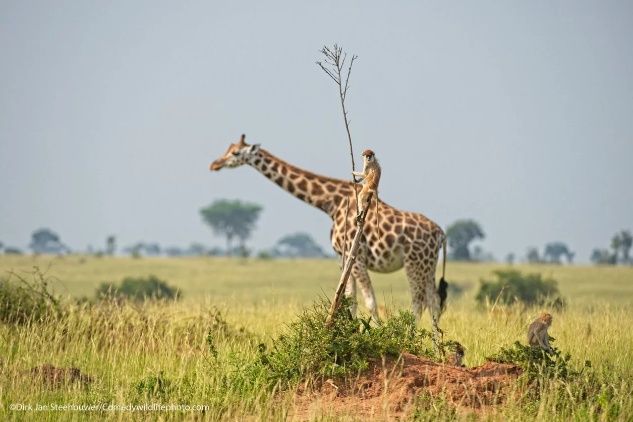 Finaliści konkursu Comedy Wildlife Photo Awards 2021