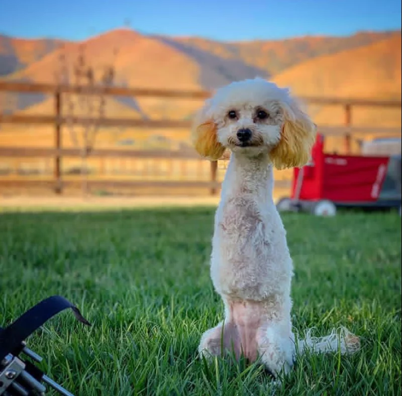 Piesek o imieniu Cora