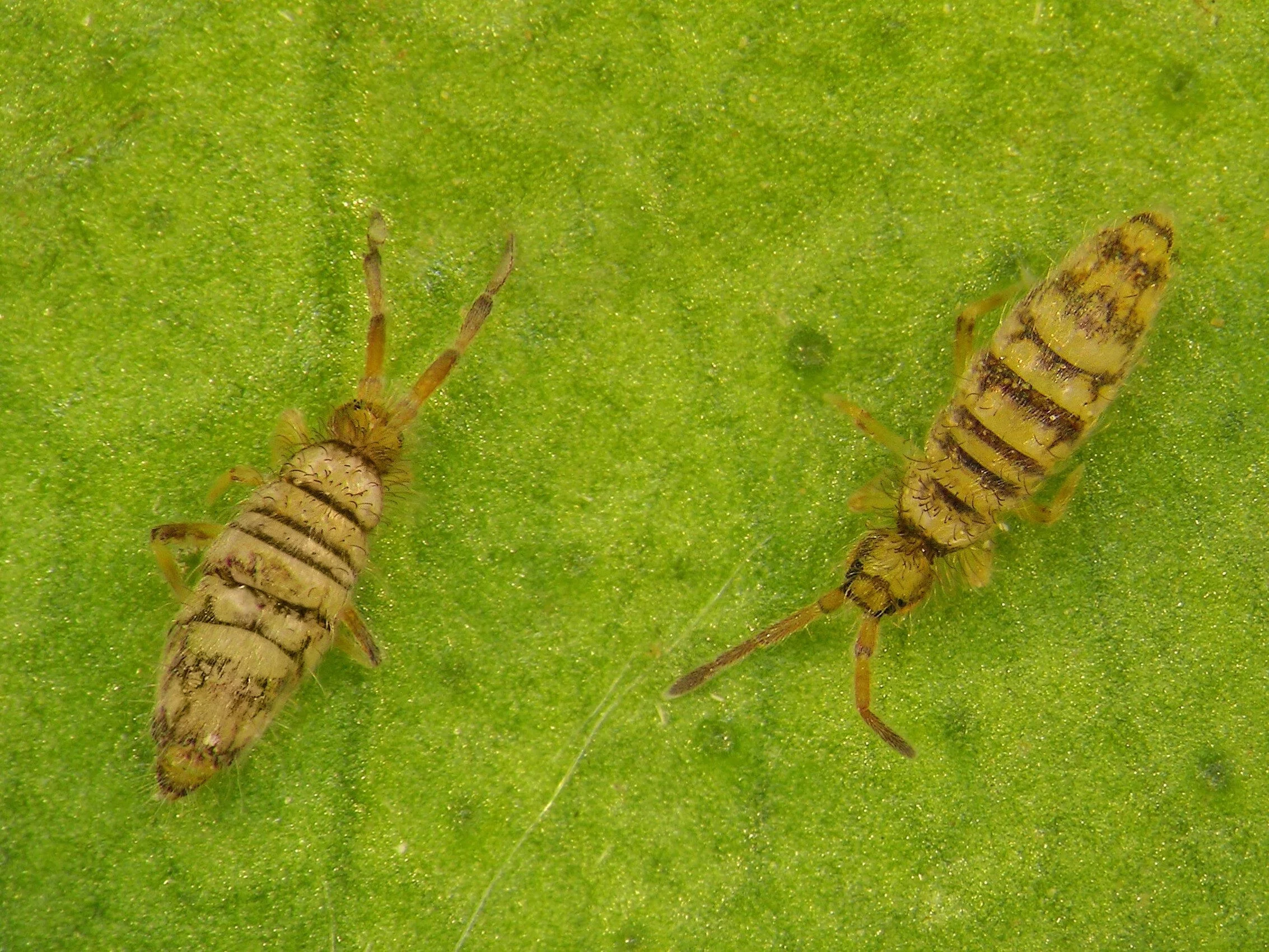 Skoczogonki, Collembola