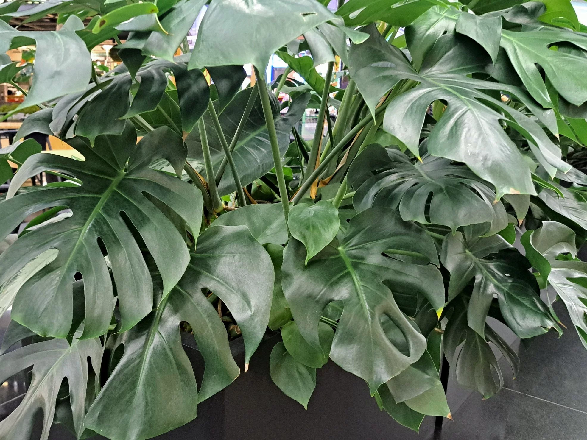 Zimowa odżywka z cynamonu wzmacnia monsterę, pobudza korzenie i sprawia, że roślina wypuszcza nowe, intensywnie zielone liście nawet przy działających kaloryferach