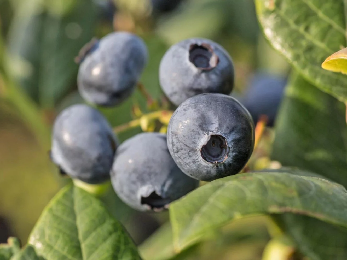 Czają się na jagodach, są niewidoczne i śmiertelnie groźne. GIS ostrzega!