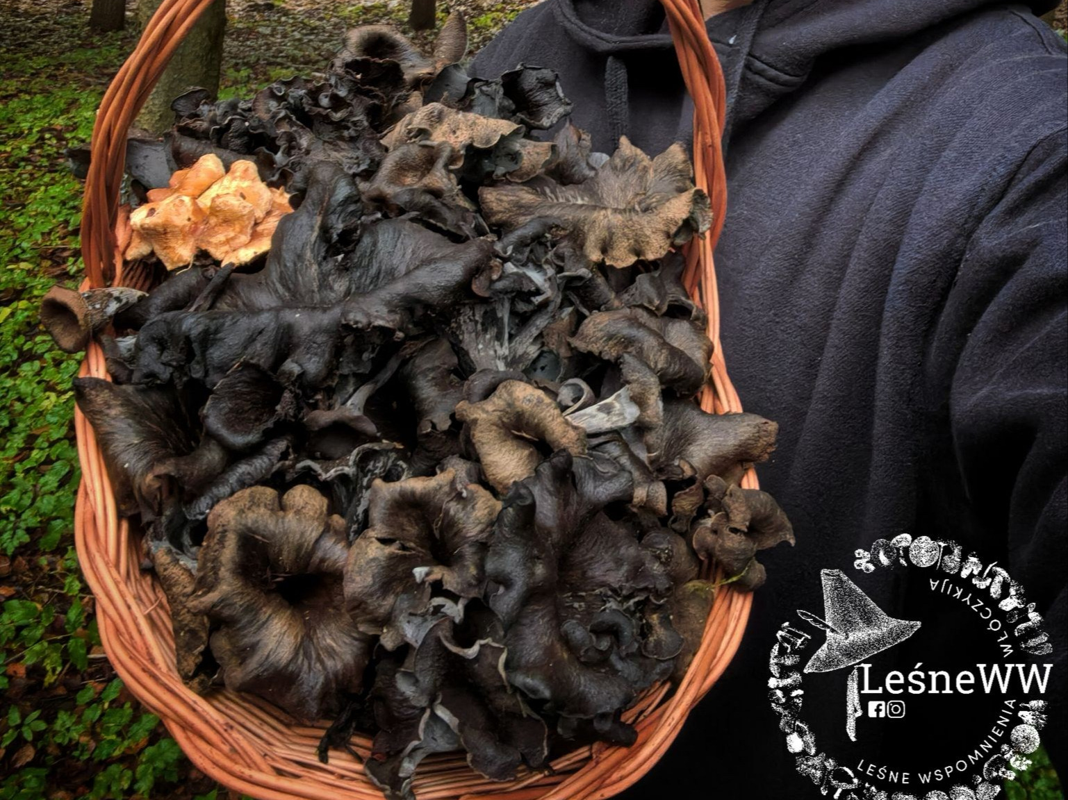 „Czarne złoto” w polskim lesie. Grzybiarz znalazł wyjątkowy okaz