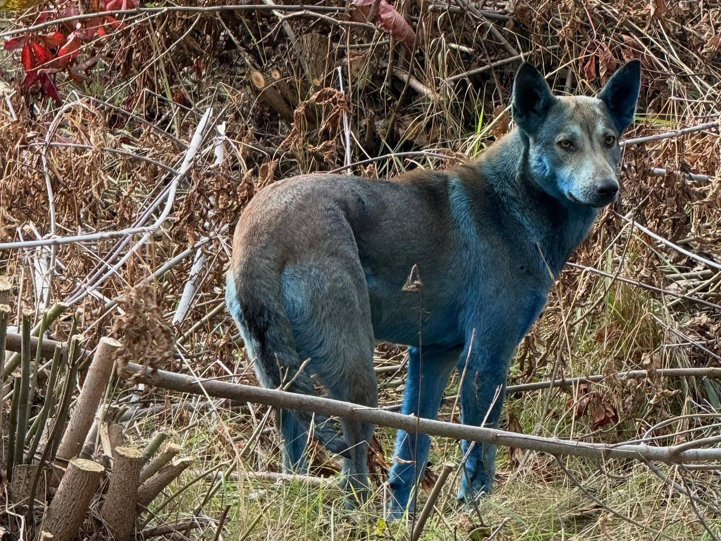 Niespotykany widok na terenie elektrowni w Czarnobylu. Biegają tam niebieskie psy