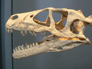Czaszka dromeozaura innego gatunku niż Shri devi (Muzeum Historii Naturalnej w Paryżu)