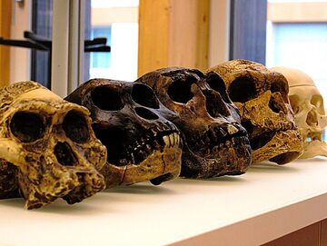Czaszki dawnych gatunków człowieka. Od lewej A. africanus, A. afarensis, H. erectus, H. neanderthalensis i H. sapiens sapiens