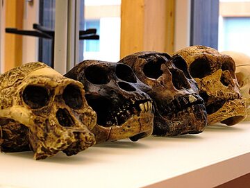Czaszki przodków człowieka. Od lewej A. africanus, A. afarensis, H. erectus, H. neanderthalensis and H. sapiens sapiens