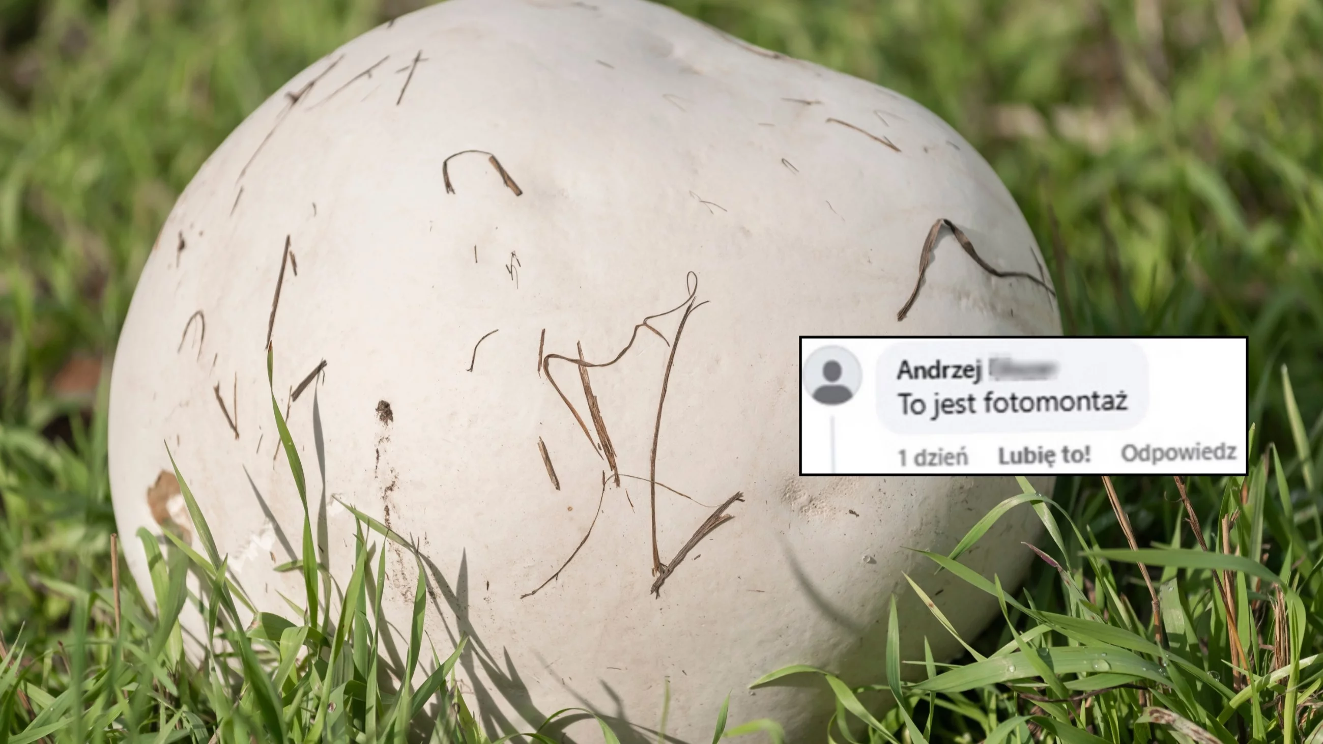 Polski rekordzista? Czasznica olbrzymia wprawiła grzybiarzy w osłupienie