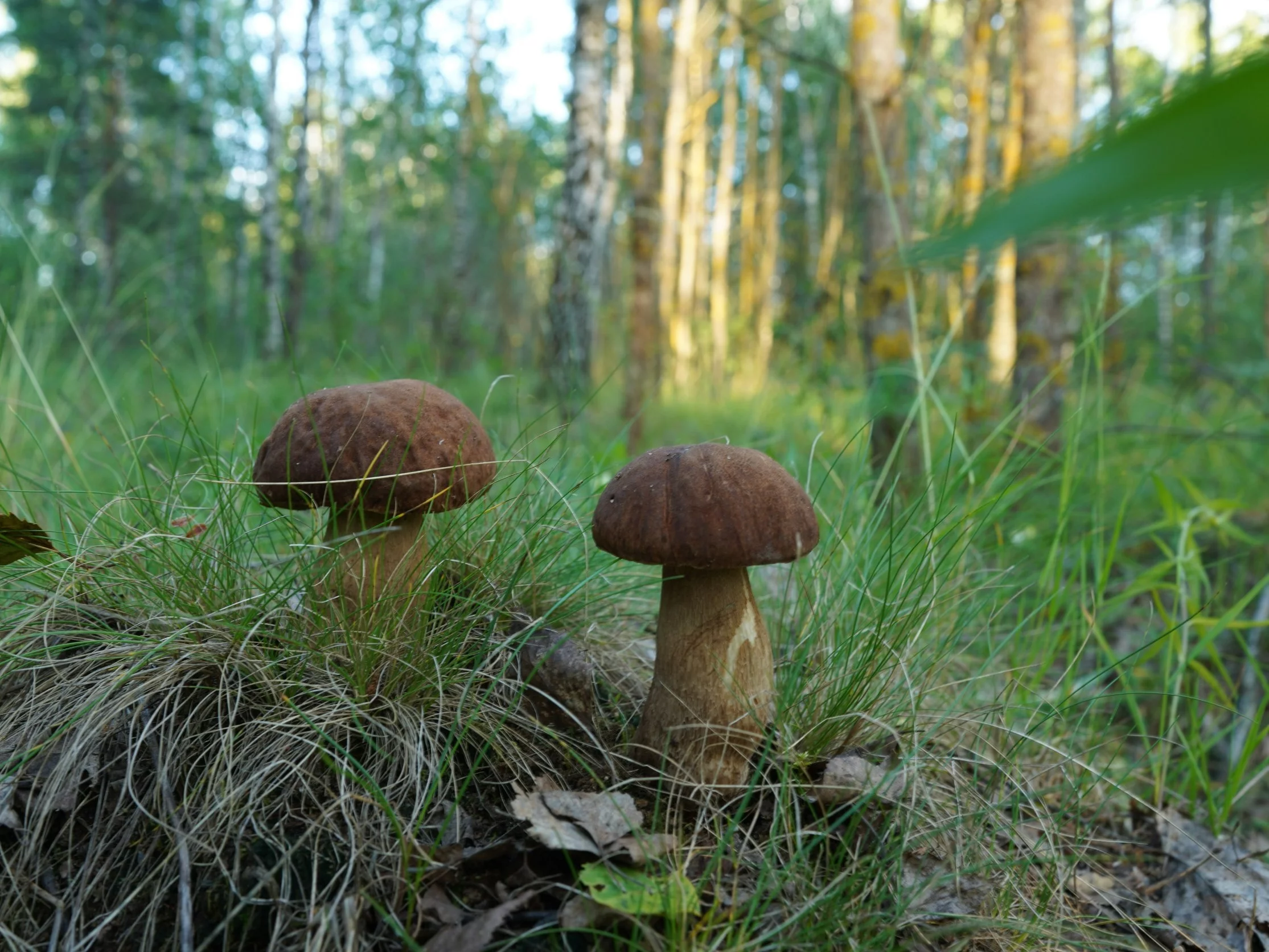 Tu natura nie zawodzi. Grzyby rosną na potęgę już przed wakacjami